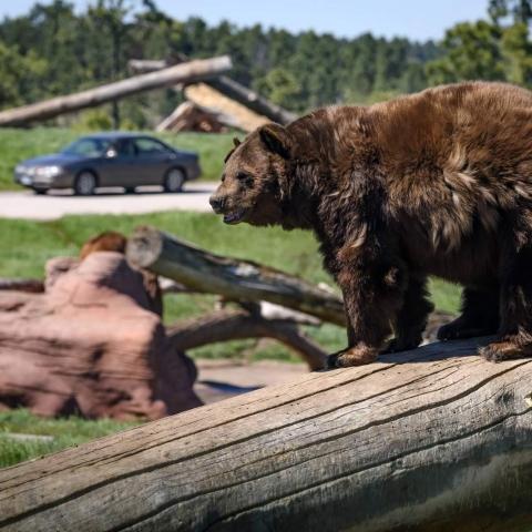 Bear Country USA