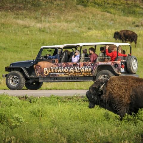 Custer State Park, Bison, Jeep rides