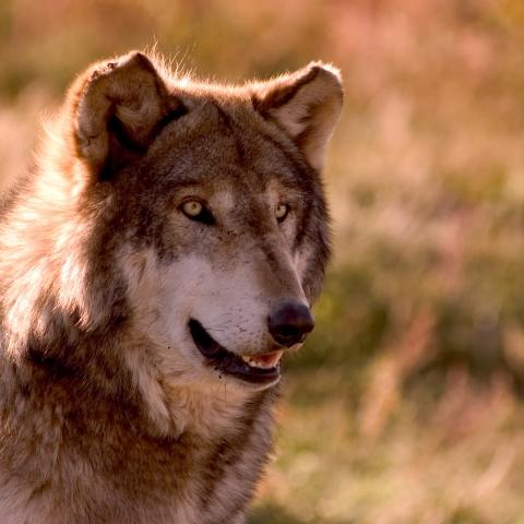 Wolf, Bear Country USA