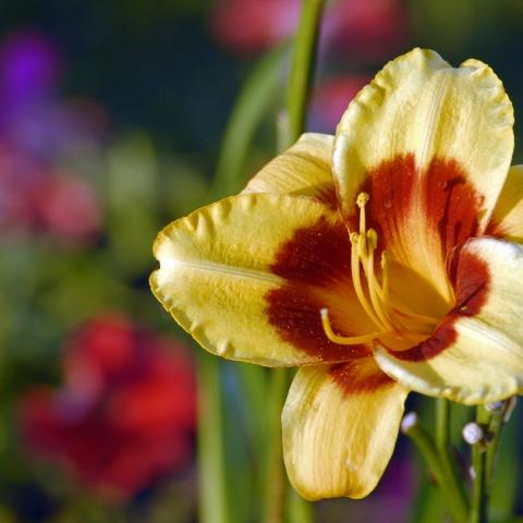 McCrory Gardens