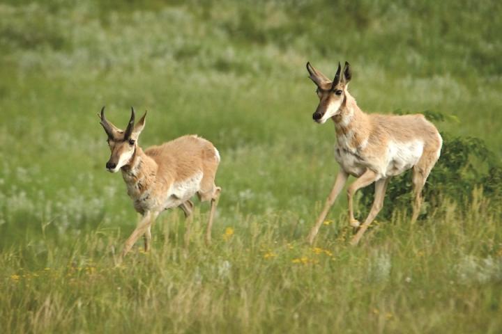 Antelope
