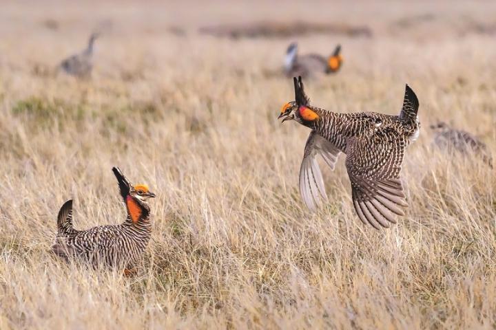 prairie chickens