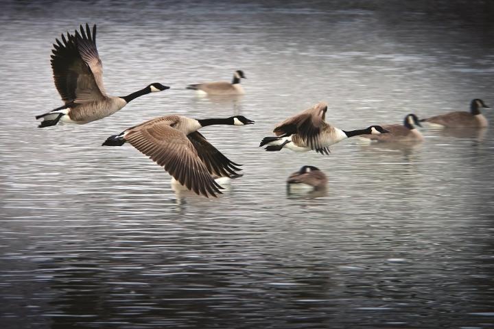 geese
