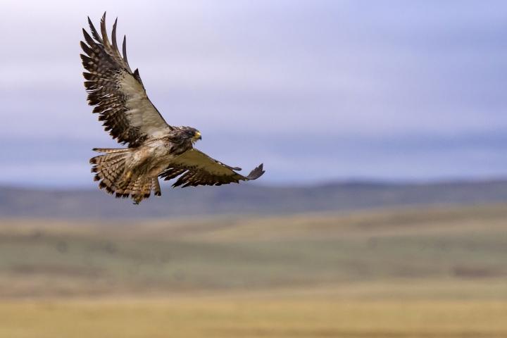 Hawk Flying