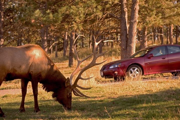 Elk, Bear Country USA