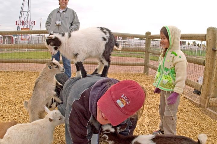 Petting zoo, Old MacDonald's Farm