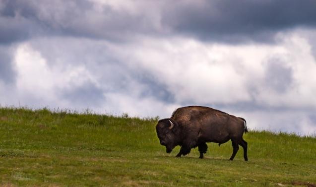 Custer State Park
