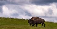 Custer State Park