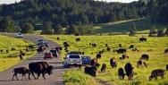 Custer State Park