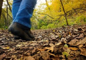 Festifall & Candlelight Walk