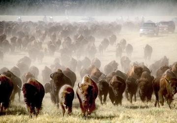 Custer State Park Buffalo Roundup & Arts Festival