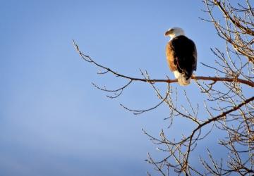 Bald Eagle - Oahe Downstream