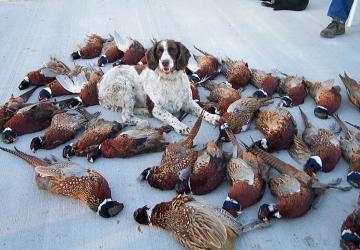 Pheasant Camp Lodge, Lake Andes