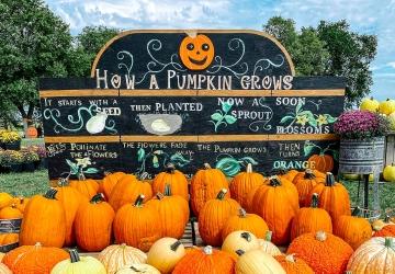Mazing Acres Pumpkin Patch, Yankton