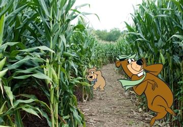 Corn Maze at Yogi Bear's Jellystone Park, Brandon