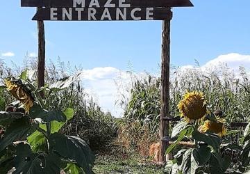 Corn Maze, Dry Creek Farm & Ranch, Caputa