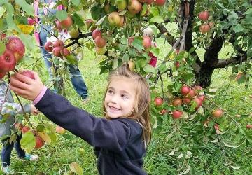 Country Apple Orchard, Harrisburg