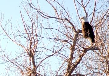 Bald Eagle in South Dakota