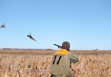 R&R Pheasant Hunting, Seneca