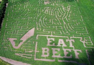 Back Forty Beef Adventure Farm & Corn Maze, Pierpont