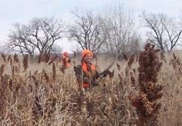 Timberlake Pheasant Hunting