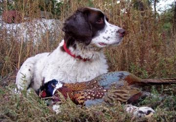 Happy Dog at Pheasant Camp Lodge