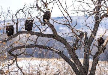 Bald Eagles in South Dakota