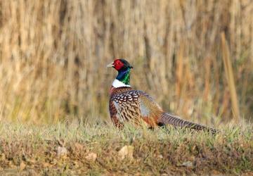 Top-Notch Pheasant Hunting