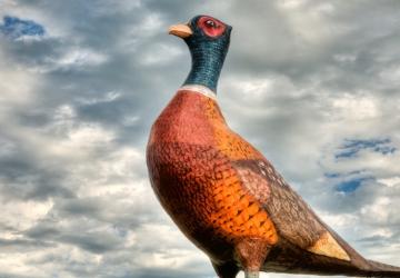 World's Largest Pheasant, Huron