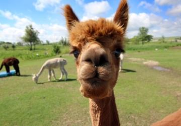 Caputa Alpacas, Rapid City