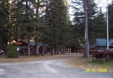 Tall Spruce Trees