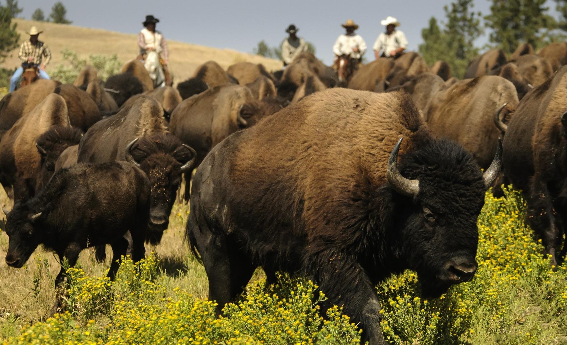 Buffalo Roundup