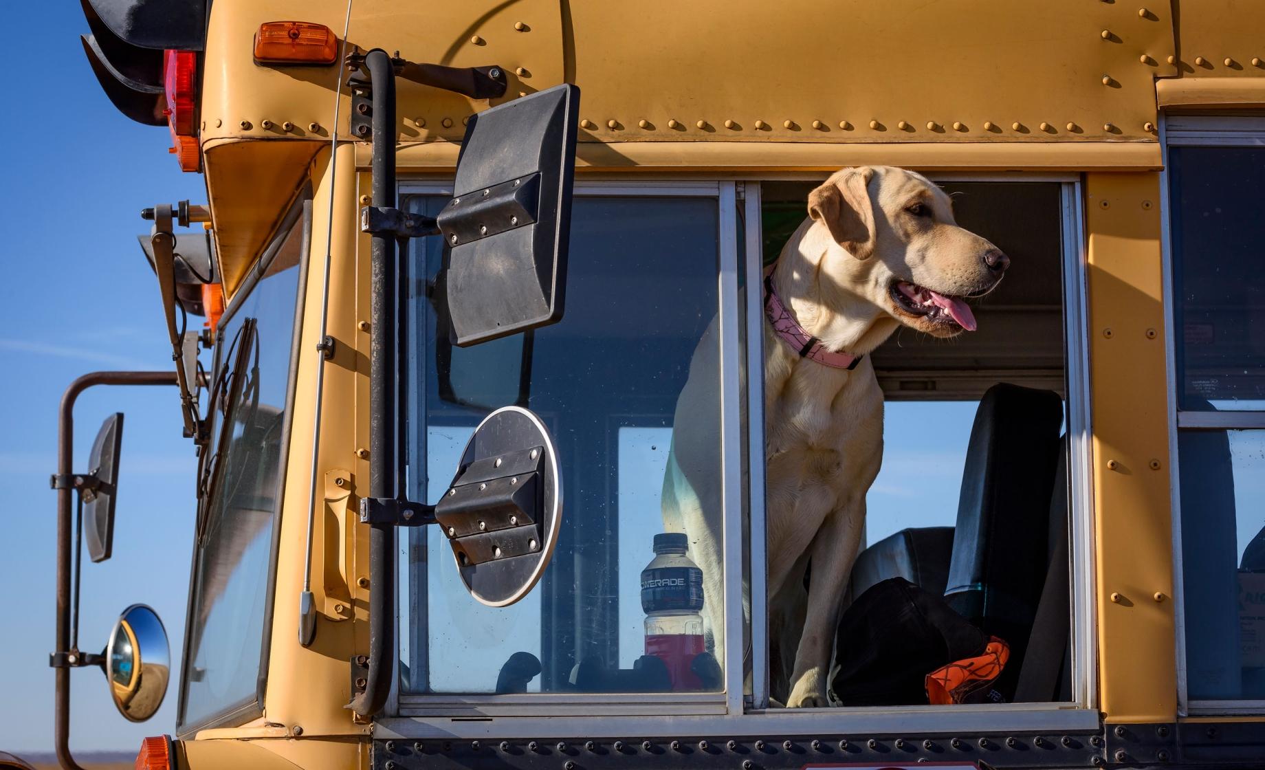 Hunting Dog on bus waiting for hunt