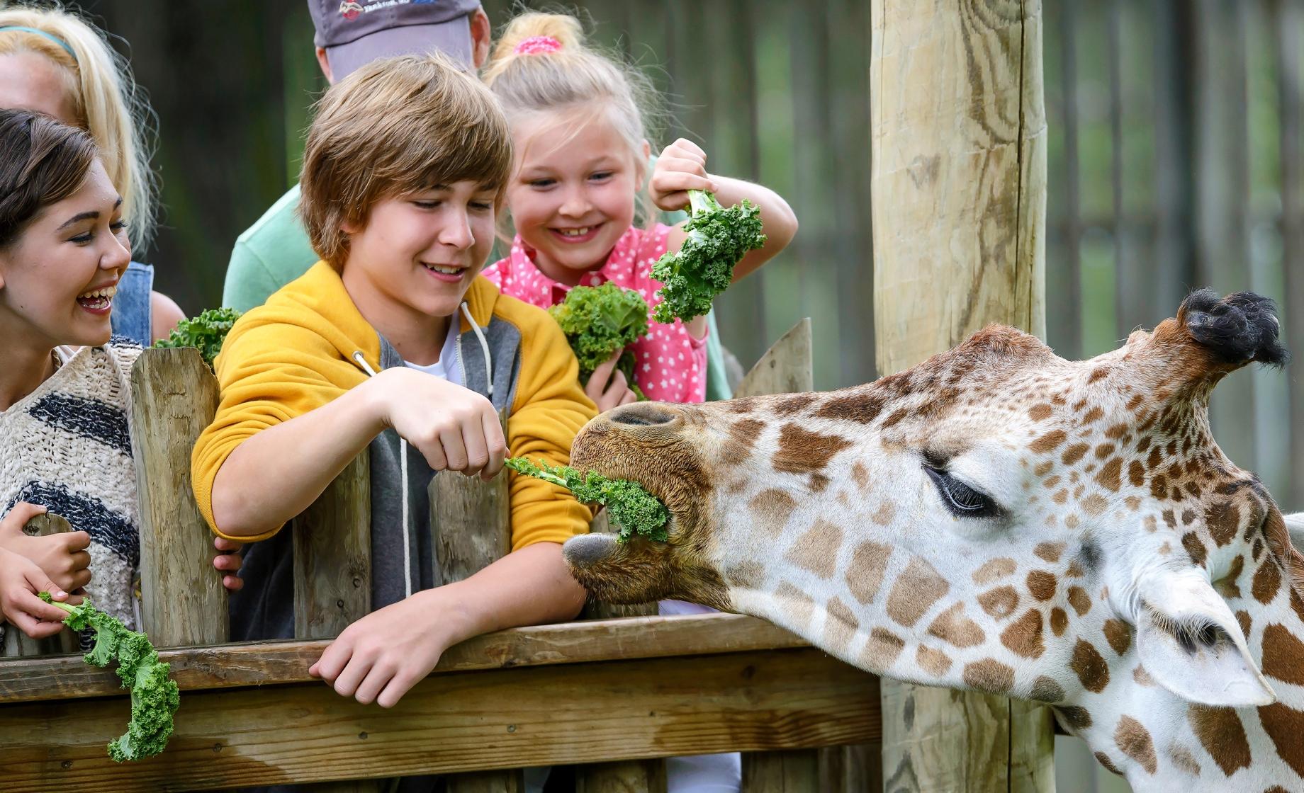 Family Feeding Giraffes Great Plains Zoo Sioux Falls