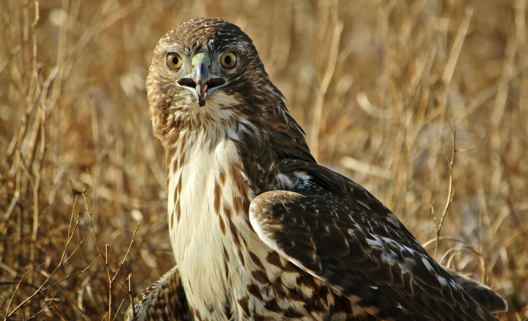 Hawk