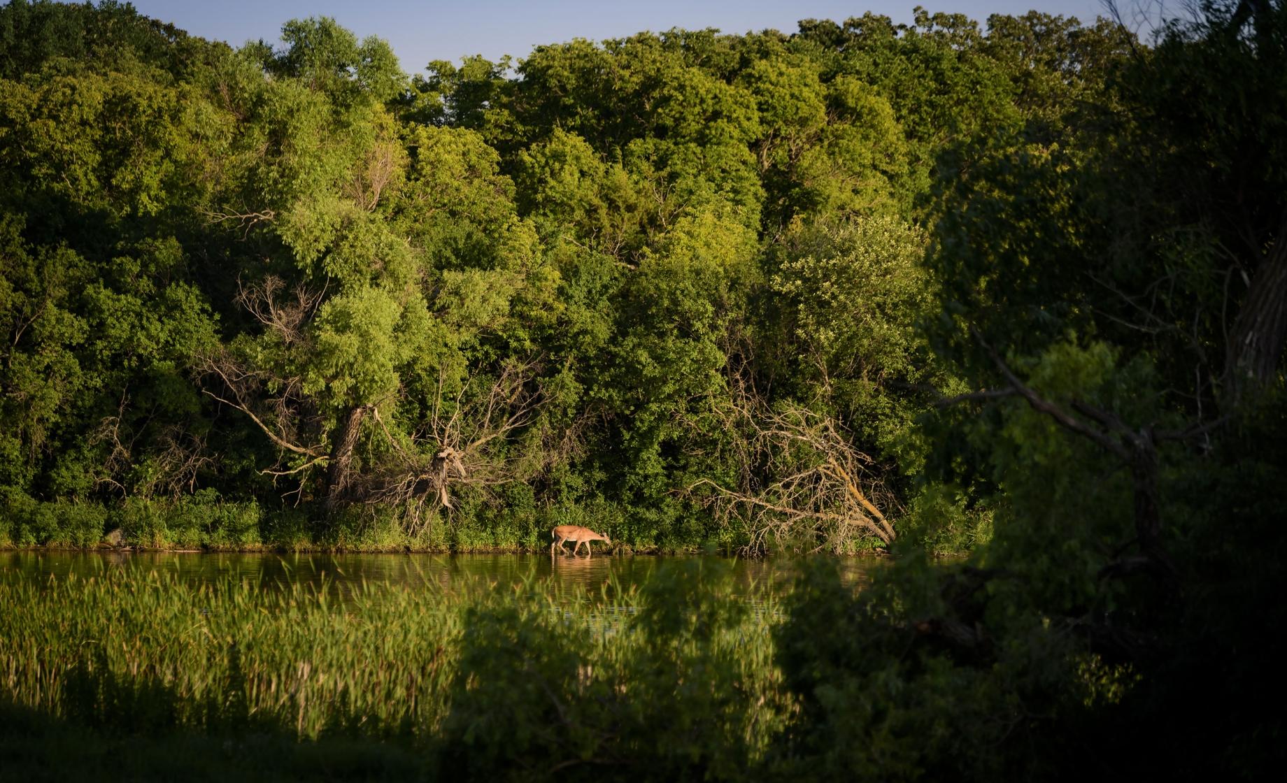 Deer on Water
