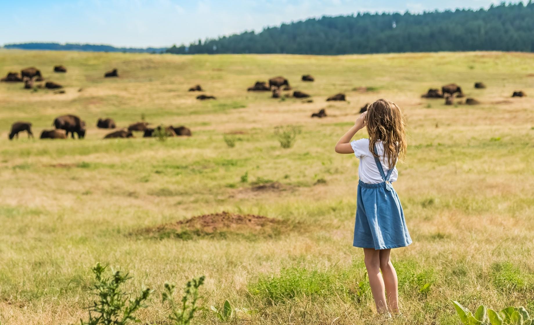 Kid Overlooking Bison Herd