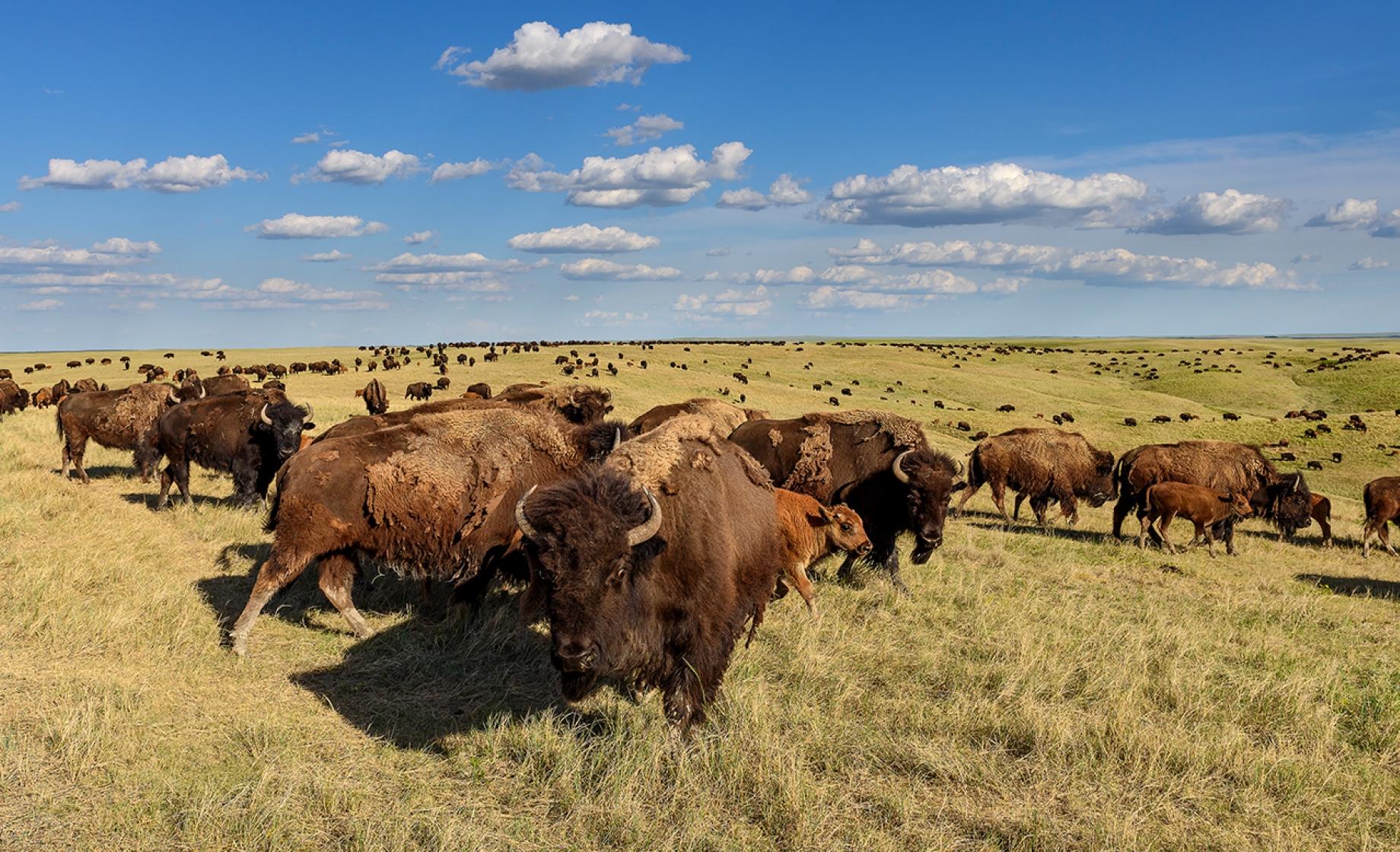Wildlife of South Dakota | Travel South Dakota
