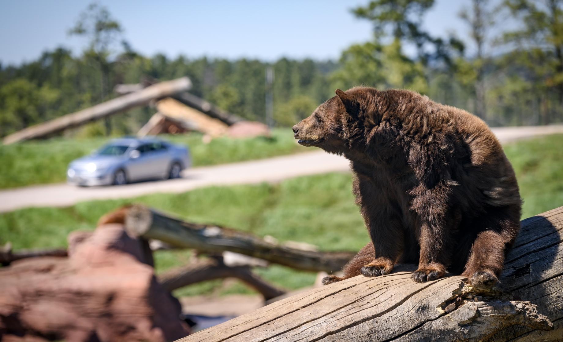 Visit Bear Country USA in Rapid City.