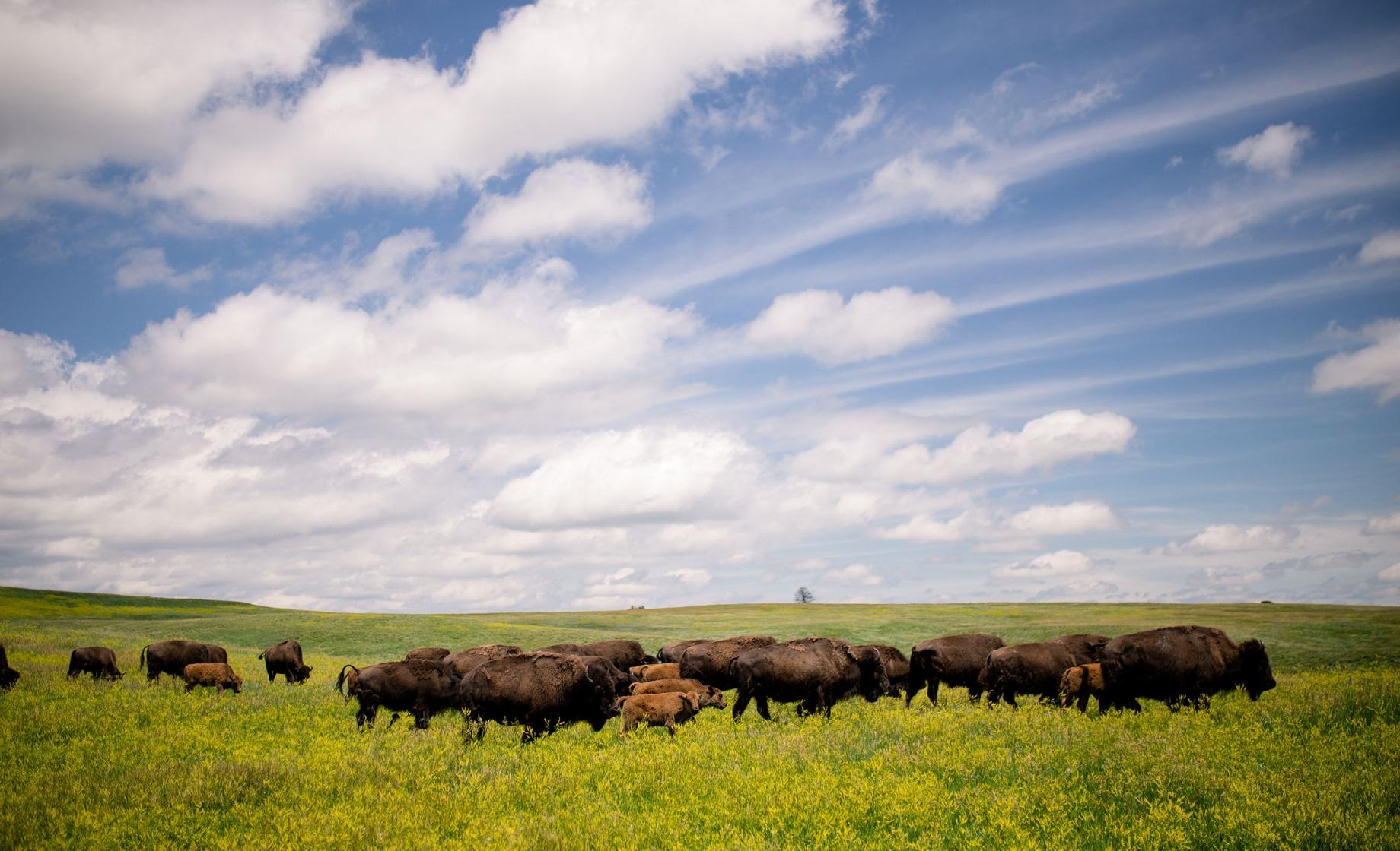 bison in South Dakota