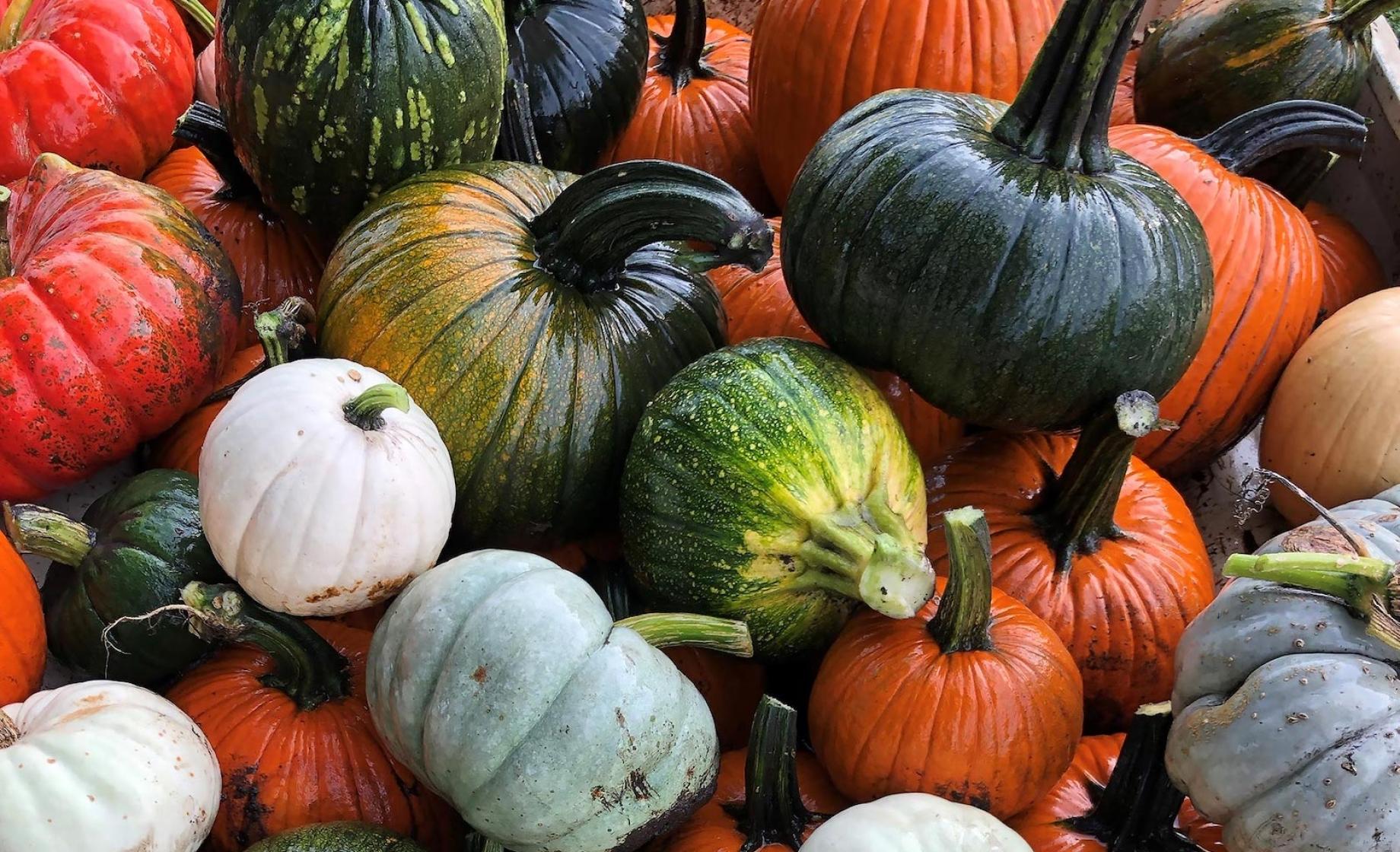 Pile of pumpkins