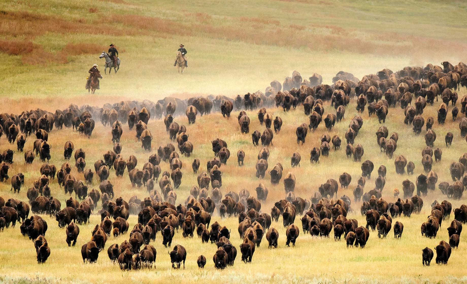 Bison (American Buffalo)  Black Hills & Badlands - South Dakota