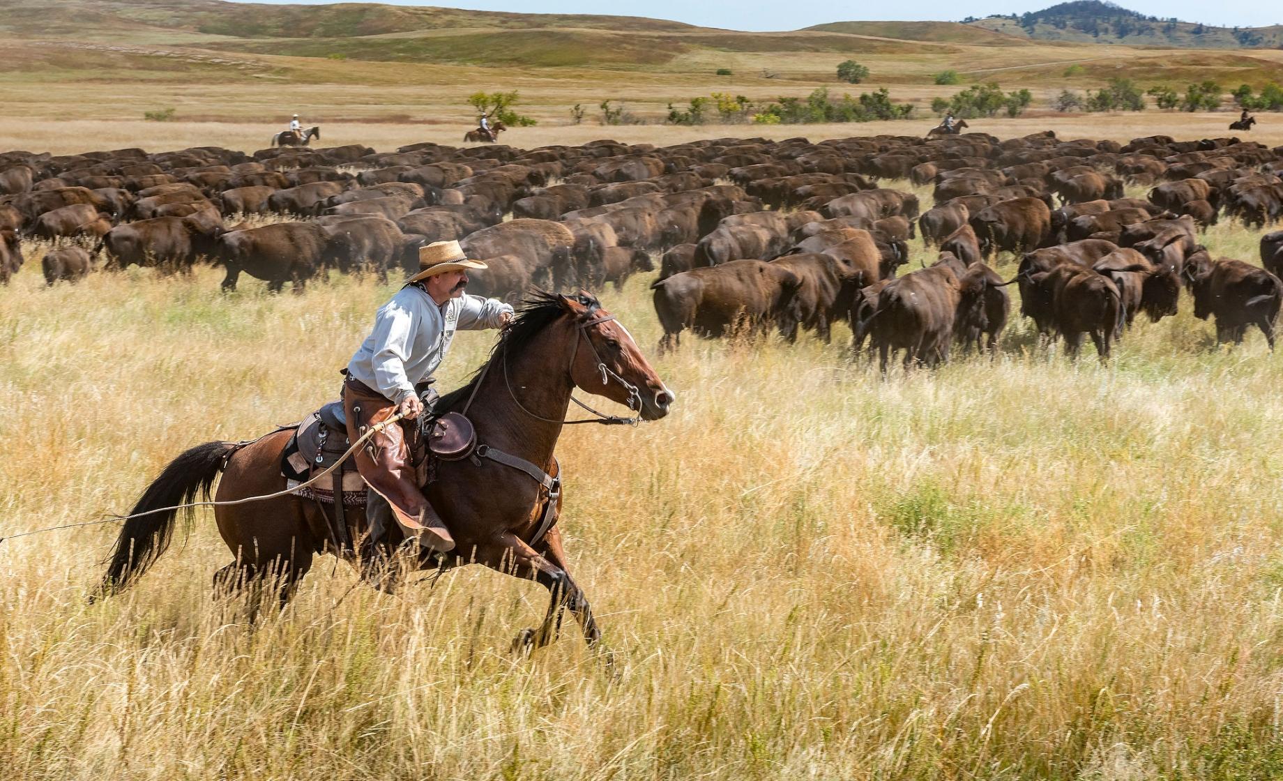 Custer State Park Buffalo Roundup Weekend Guide Travel South Dakota