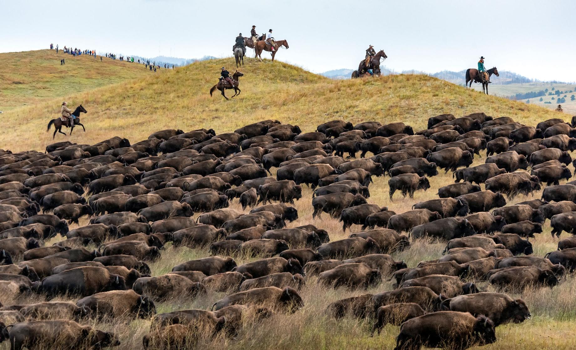 Custer Park Buffalo Roundup 2025