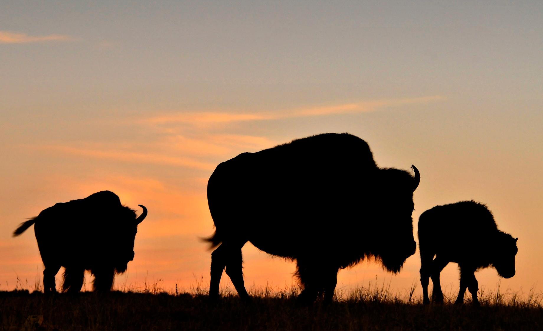 Buffalo at sunset