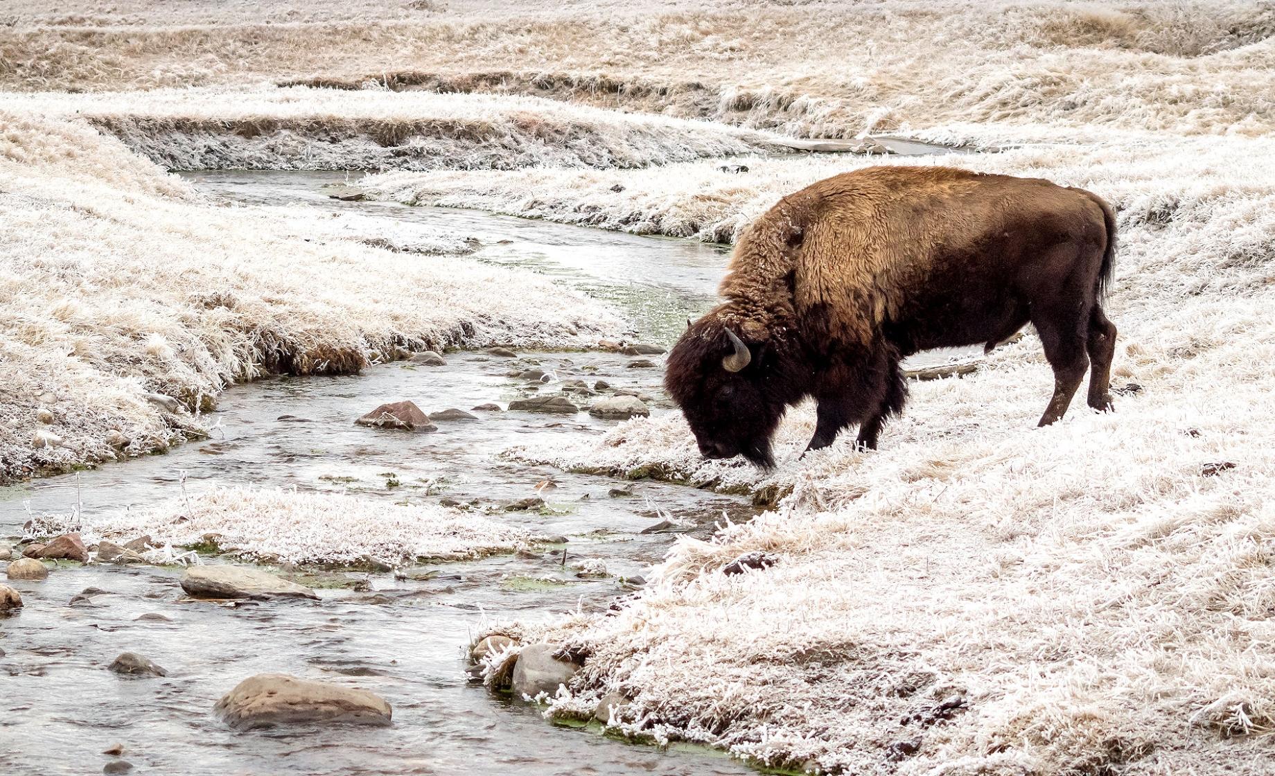 Buffalo, Custer State Park
