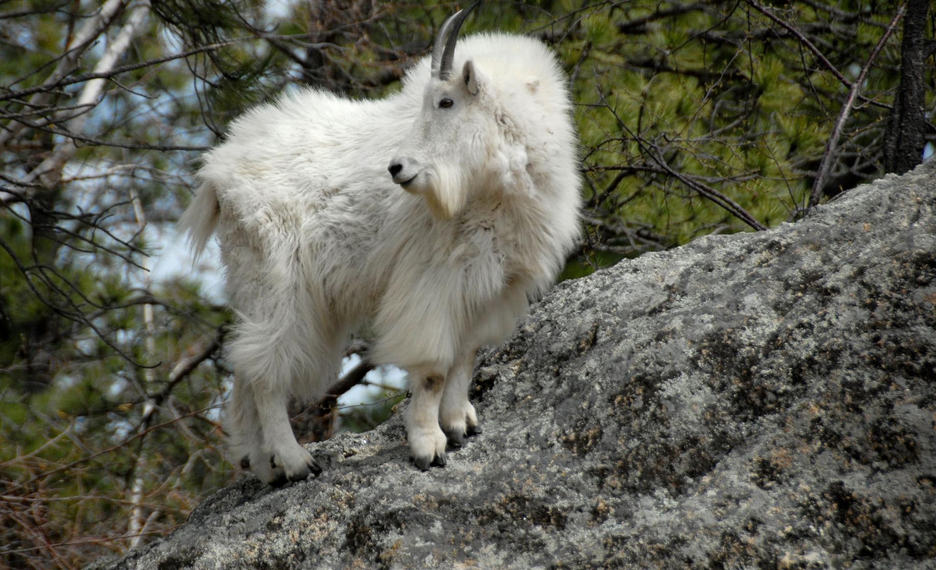 For Kids: Wildlife of South Dakota