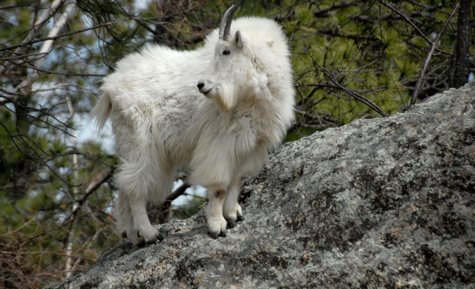 Mountain Goat