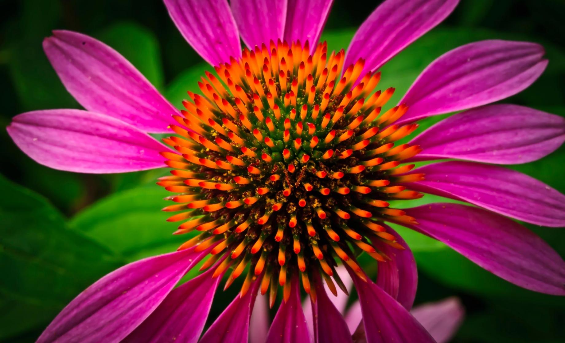 McCrory Gardens