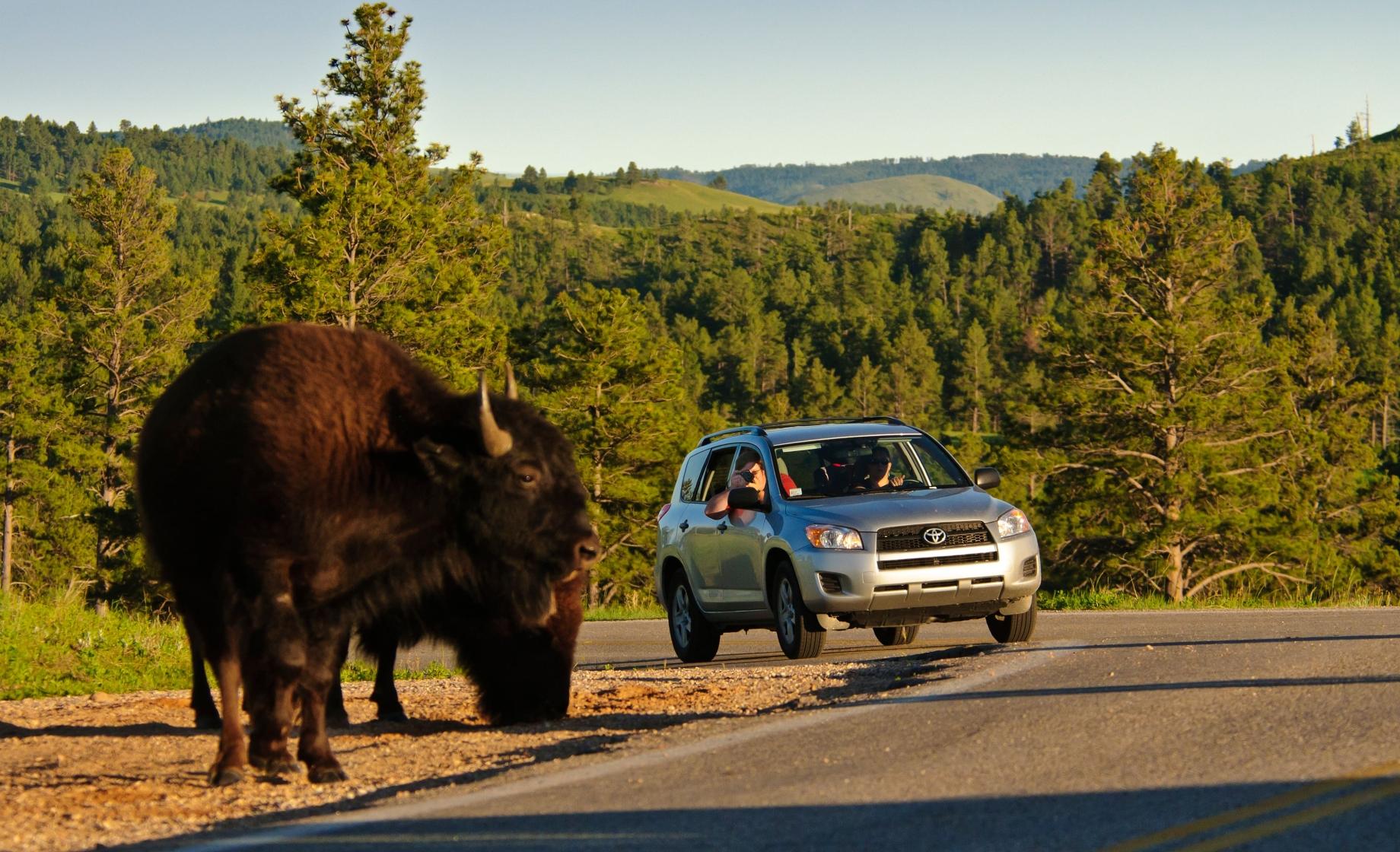 Encountering a buffalo on a drive through South Dakota